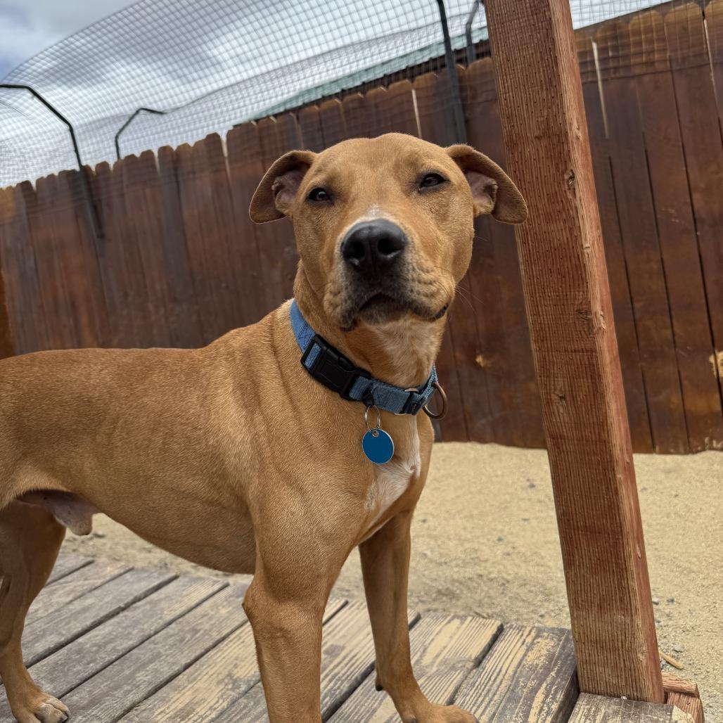 Axel, Adoptable, Adult Male Pit Bull Terrier.