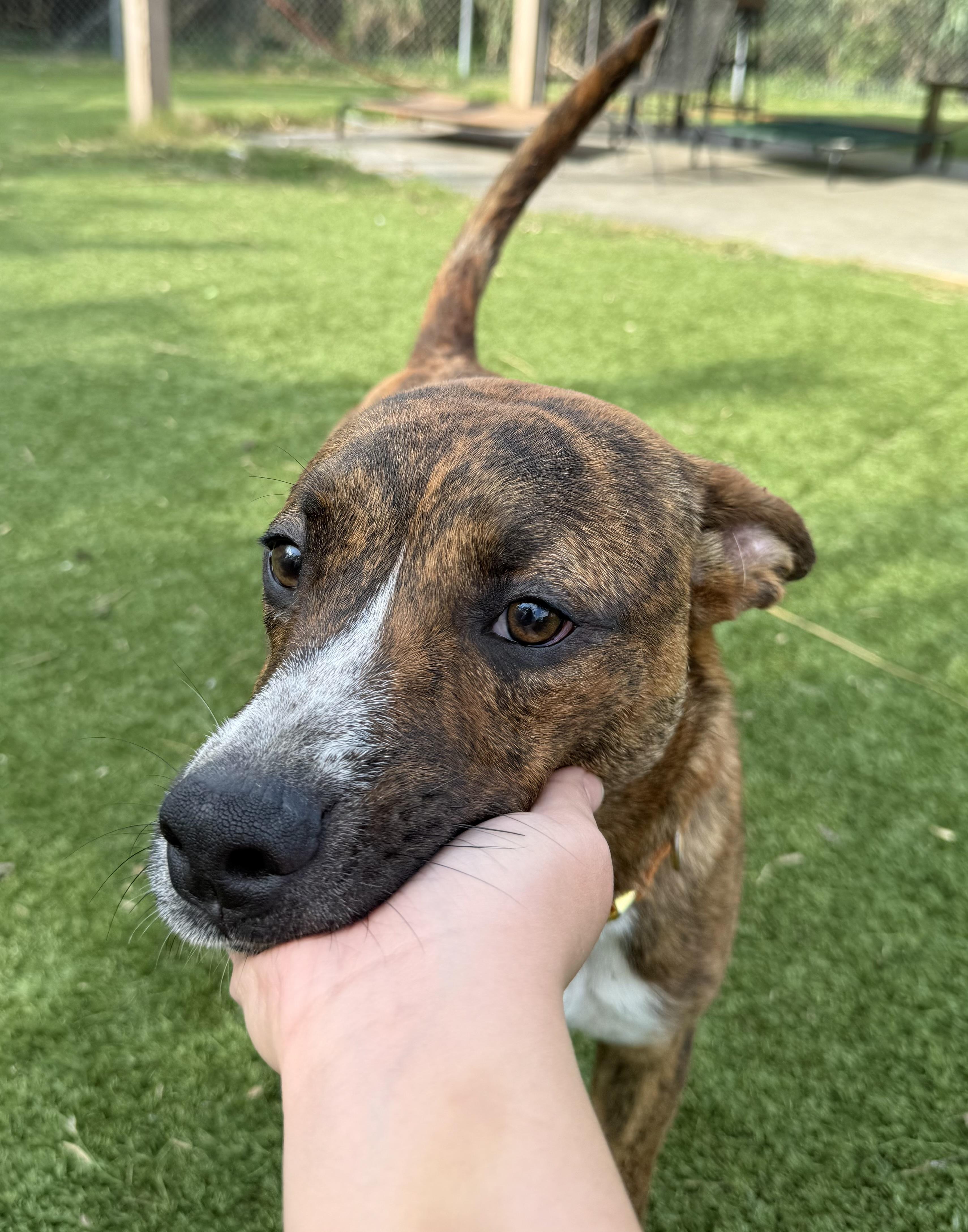 Kanuke, a ADOPTABLE mixed breed in York, PA image 5/5