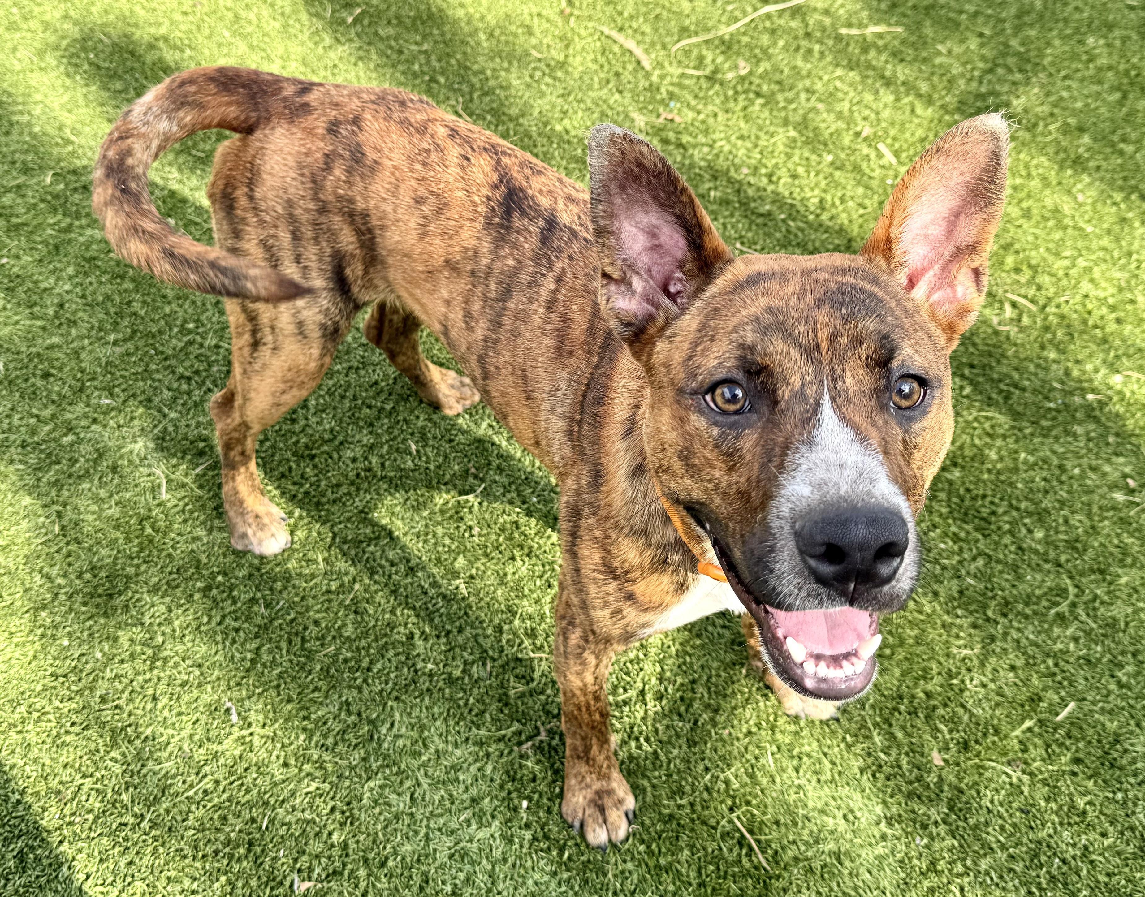 Kanuke, ADOPTABLE, Young Male Dutch Shepherd & Mixed Breed.