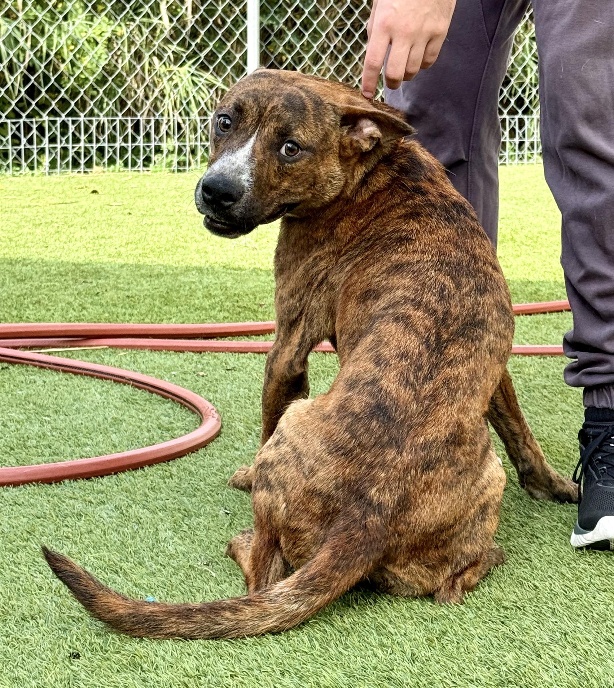 Kanuke, a ADOPTABLE mixed breed in York, PA image 2/5