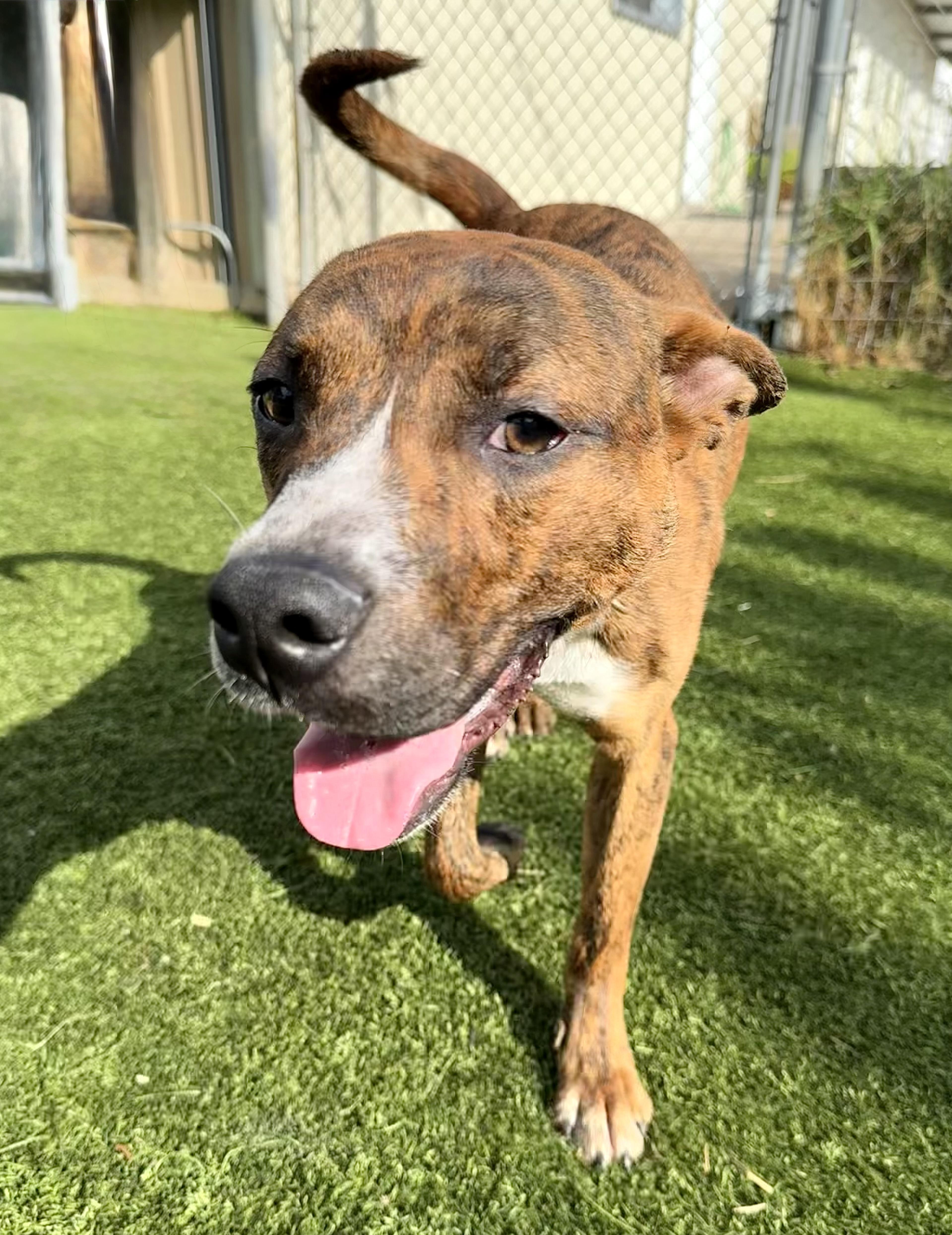 Kanuke, a ADOPTABLE mixed breed in York, PA image 3/5