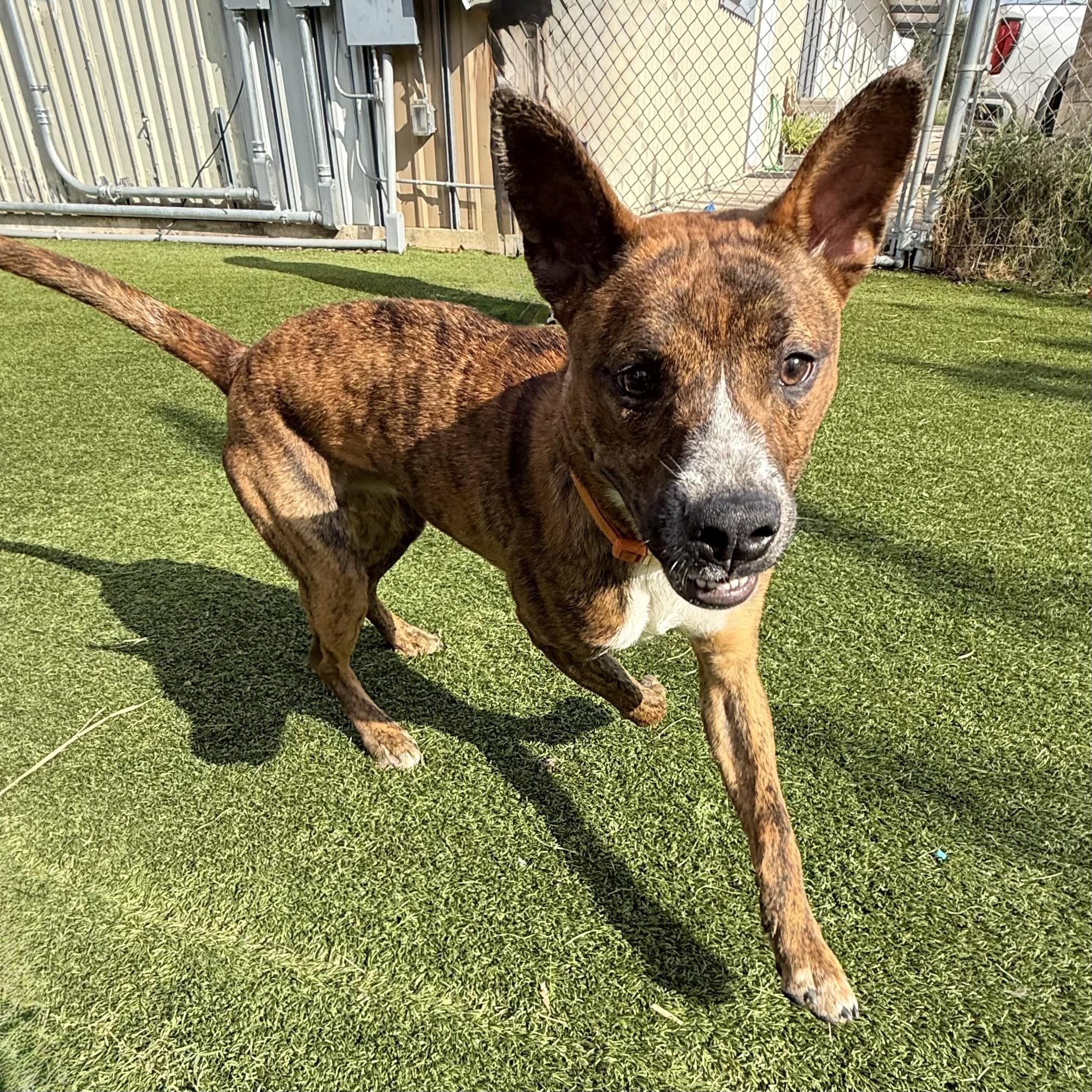 Kanuke, a ADOPTABLE mixed breed in York, PA image 4/5