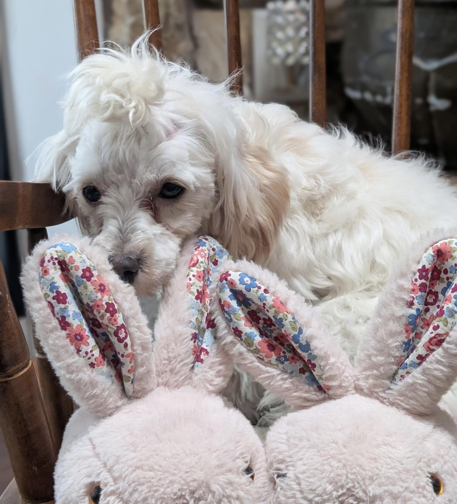 Enlarge Lila, a ADOPTABLE Yorkie Poo in Sarasota, FL image 1/4
