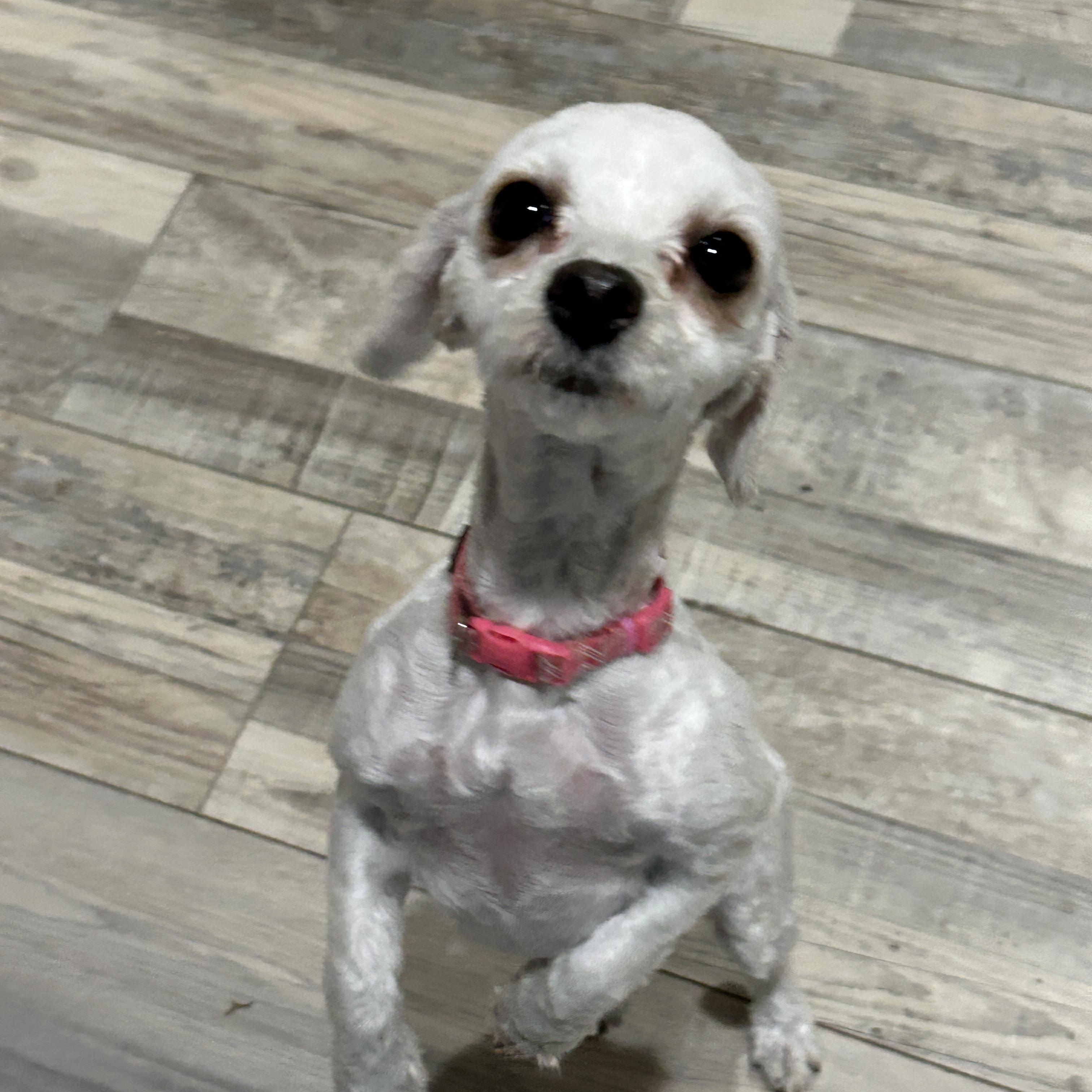 Enlarge Lila, a ADOPTABLE Yorkie Poo in Sarasota, FL image 2/4