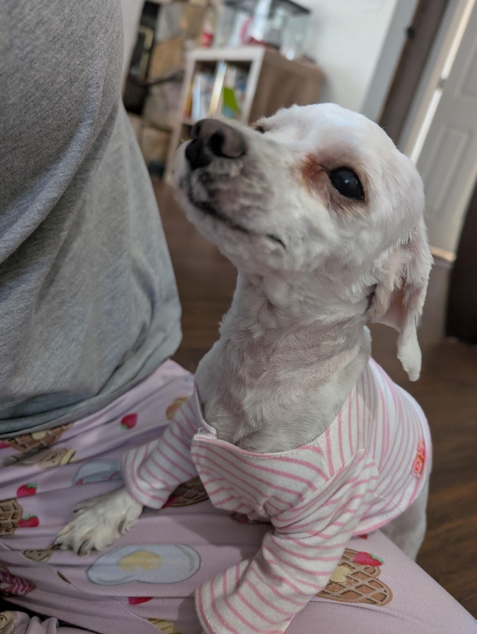 Enlarge Lila, a ADOPTABLE Yorkie Poo in Sarasota, FL image 4/4