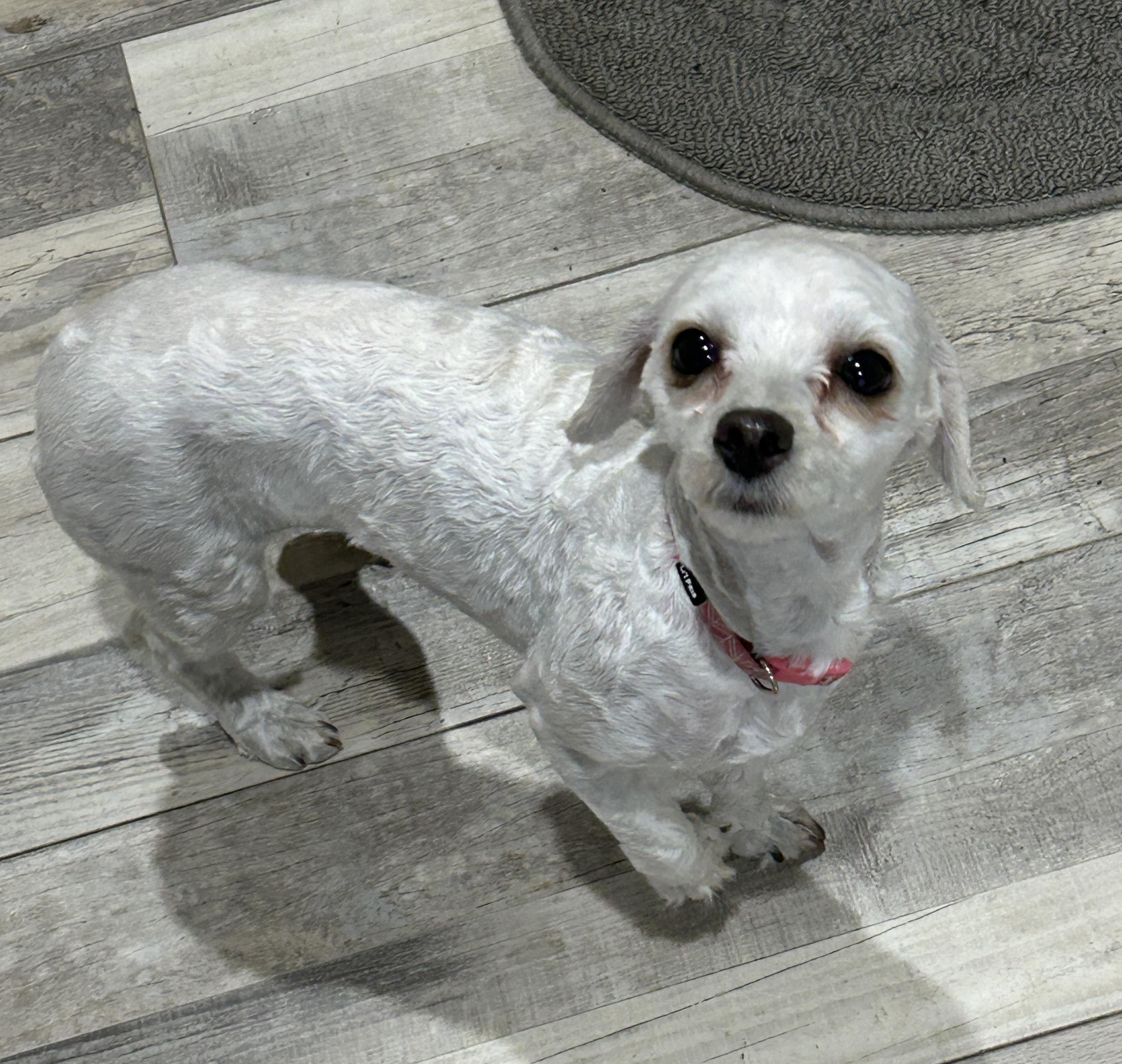 Enlarge Lila, a ADOPTABLE Yorkie Poo in Sarasota, FL image 3/4