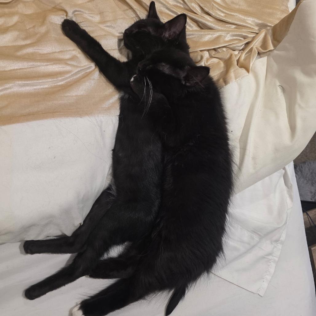 Enlarge Honda, a Adoptable Domestic Short Hair in Layton, UT image 2/6