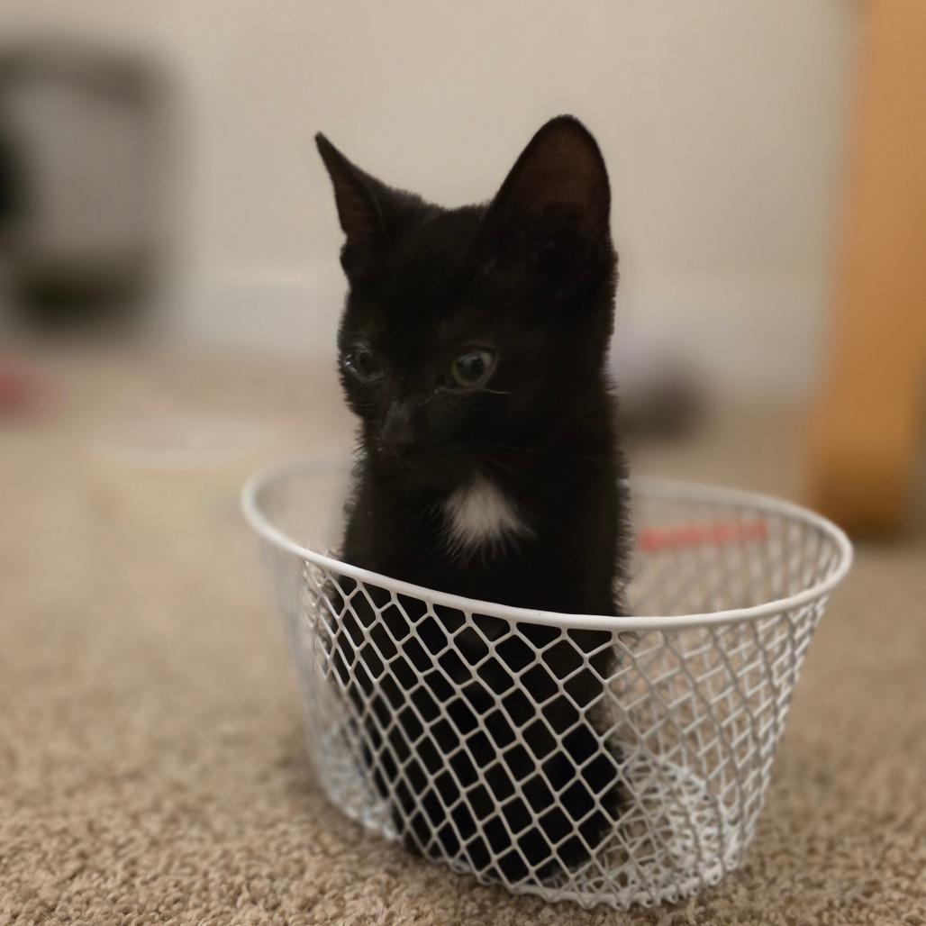 Enlarge Honda, a Adoptable Domestic Short Hair in Layton, UT image 4/6