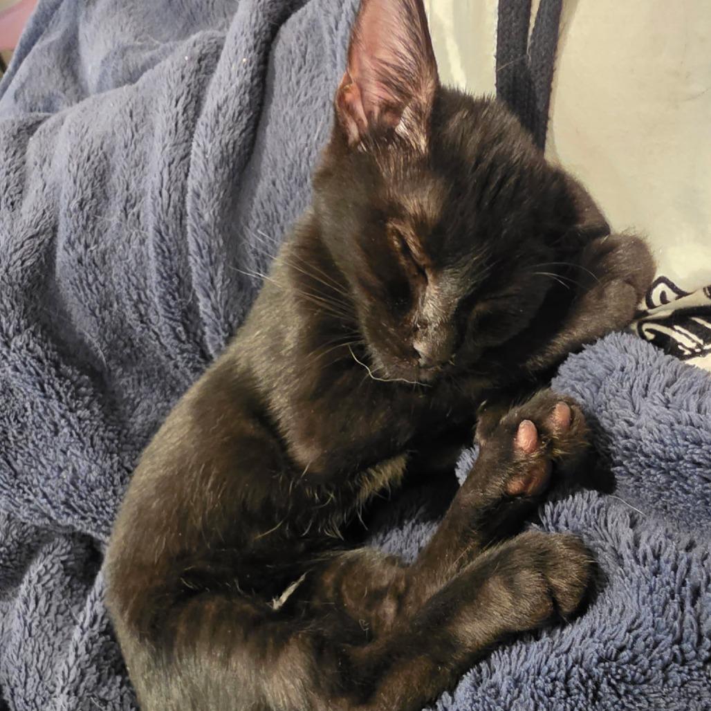 Enlarge Honda, a Adoptable Domestic Short Hair in Layton, UT image 5/6