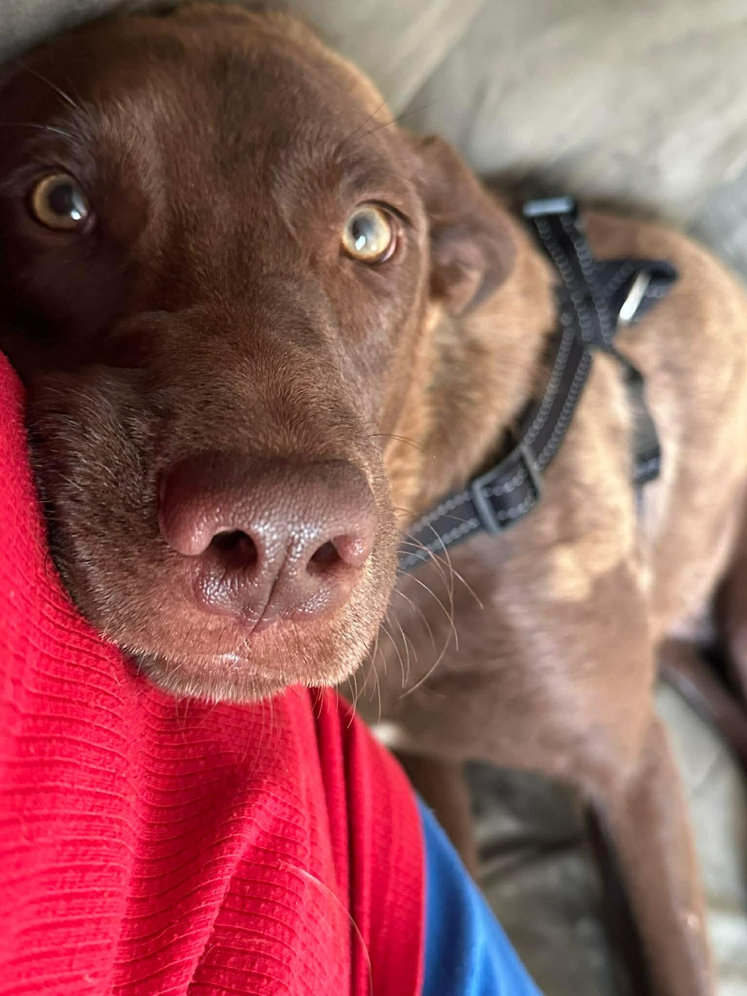 Charlie Daniels, Adoptable, Young Male Labrador Retriever & Chesapeake Bay Retriever.
