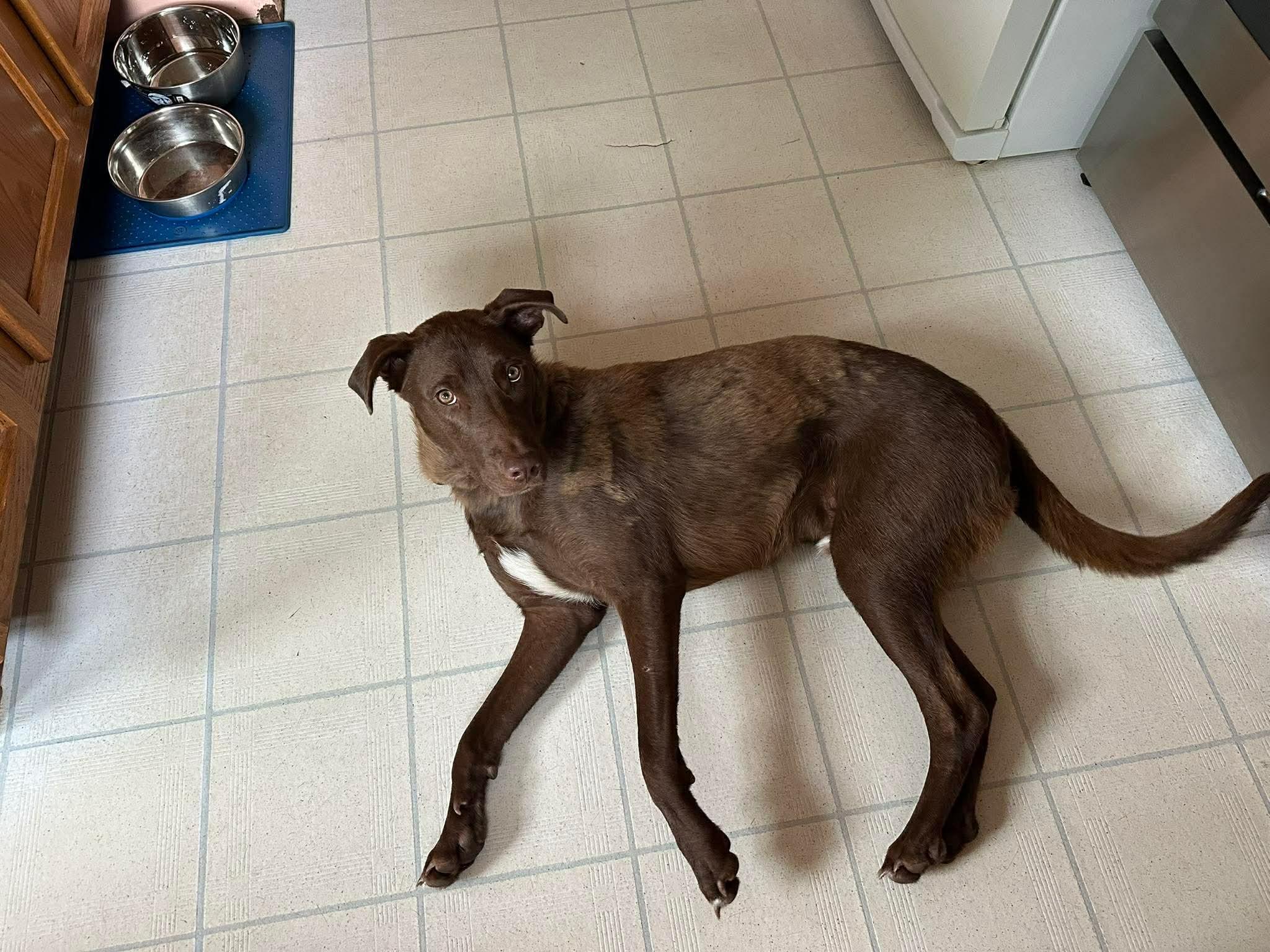 Charlie Daniels, a Adoptable mixed breed in Augusta, ME image 2/6
