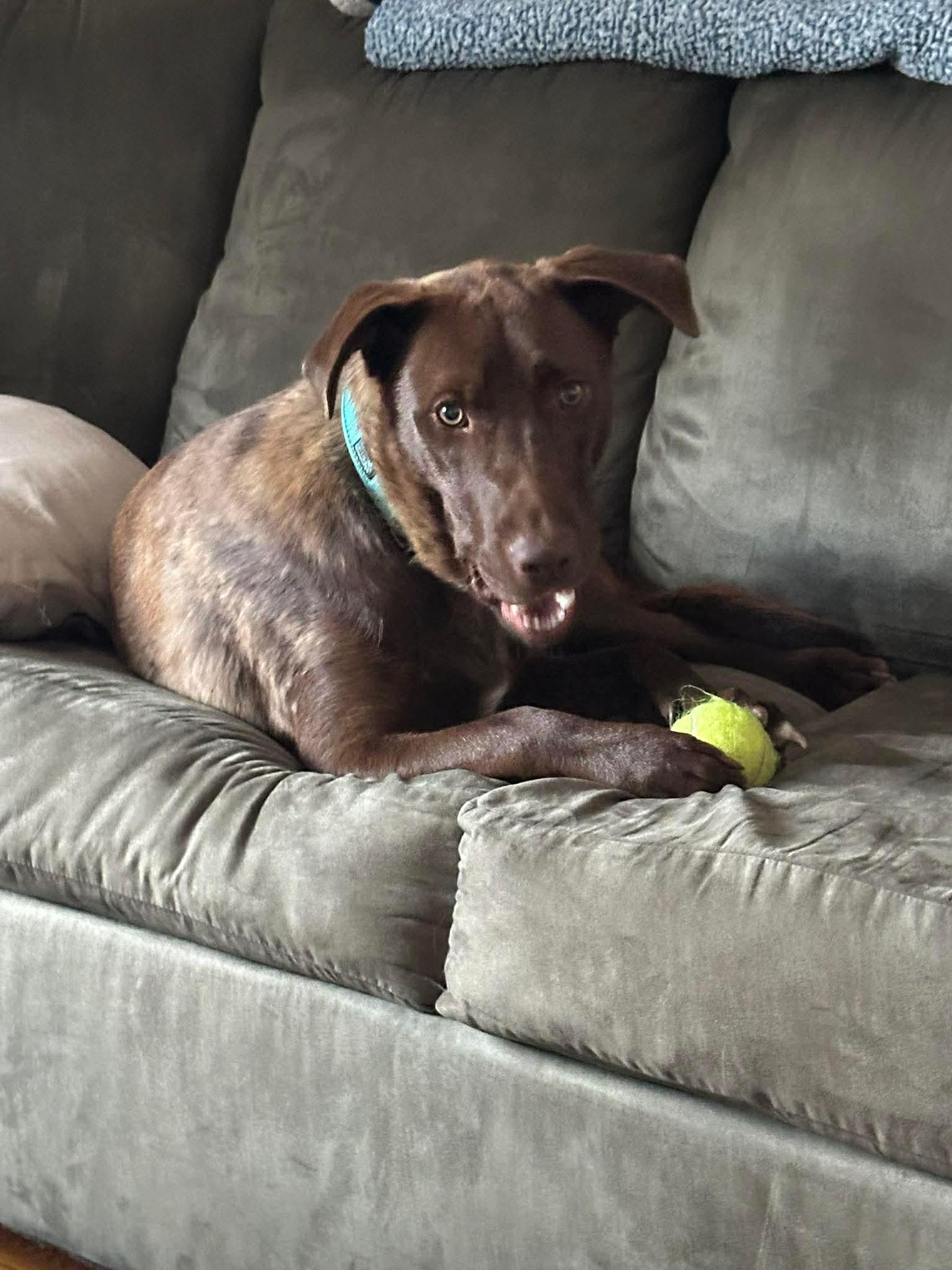 Charlie Daniels, a Adoptable mixed breed in Augusta, ME image 3/6