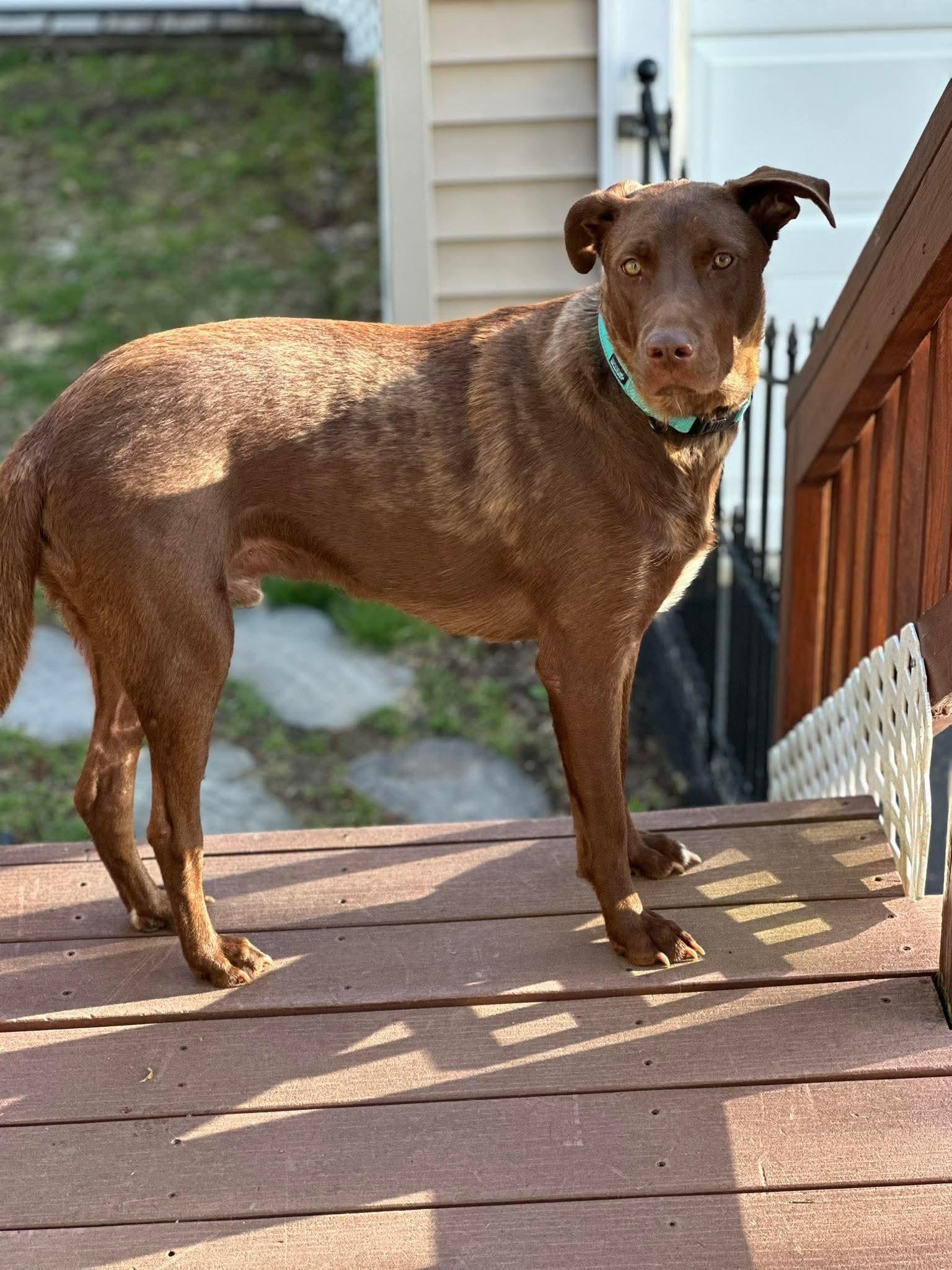 Charlie Daniels, a Adoptable mixed breed in Augusta, ME image 5/6