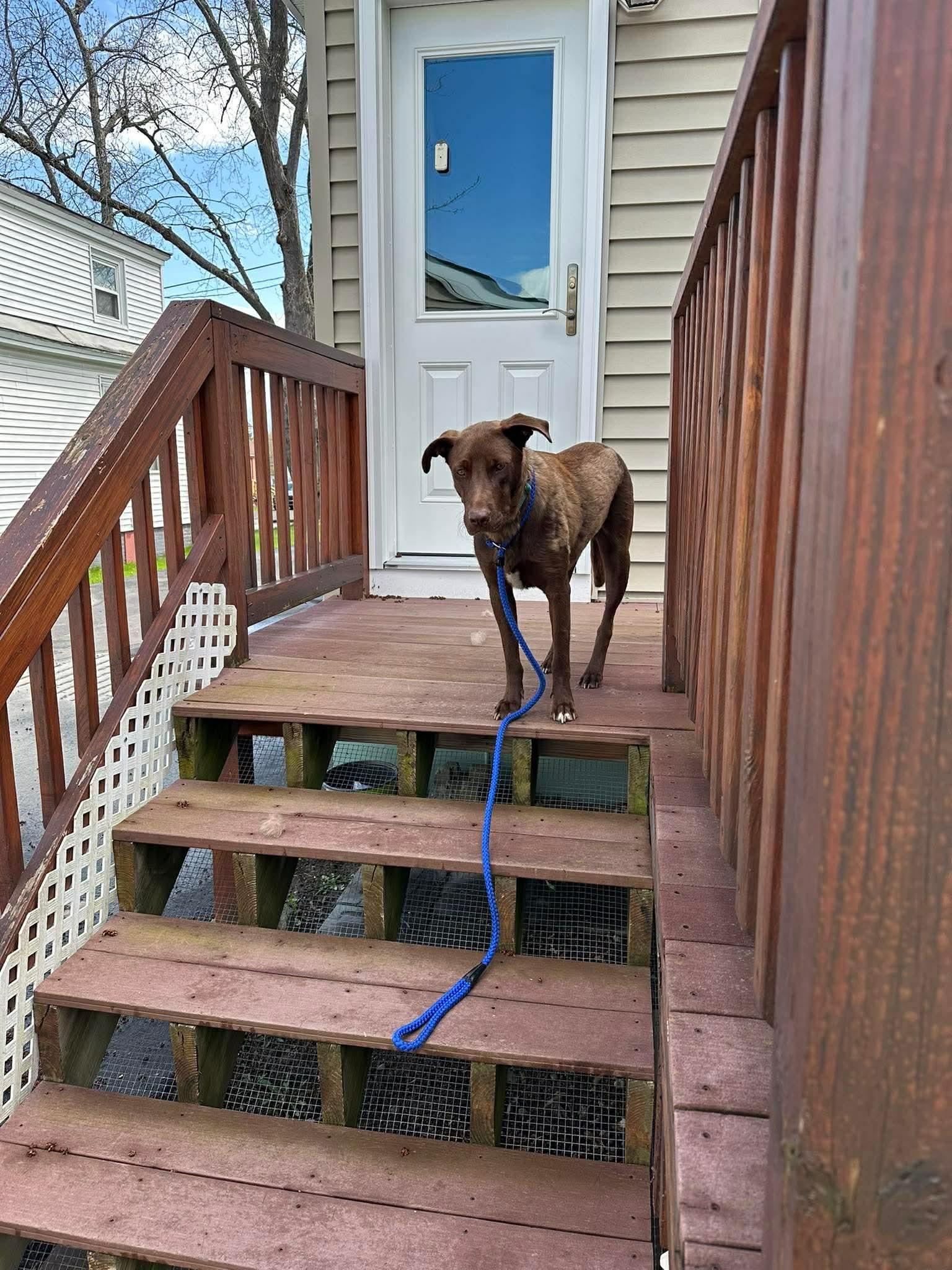 Charlie Daniels, a Adoptable mixed breed in Augusta, ME image 6/6