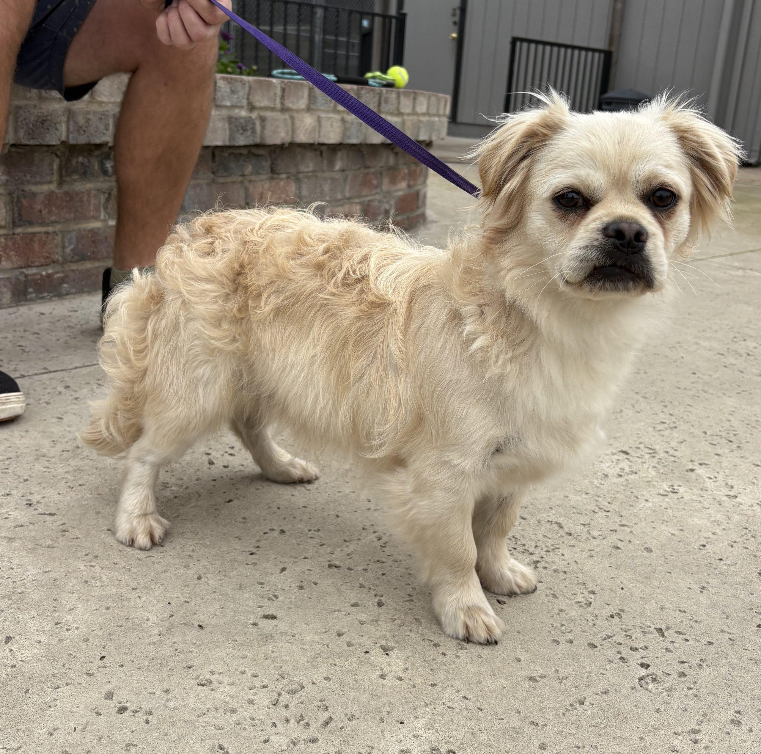 Cloonie, Adoptable, Young Male Maltipoo & Pug.