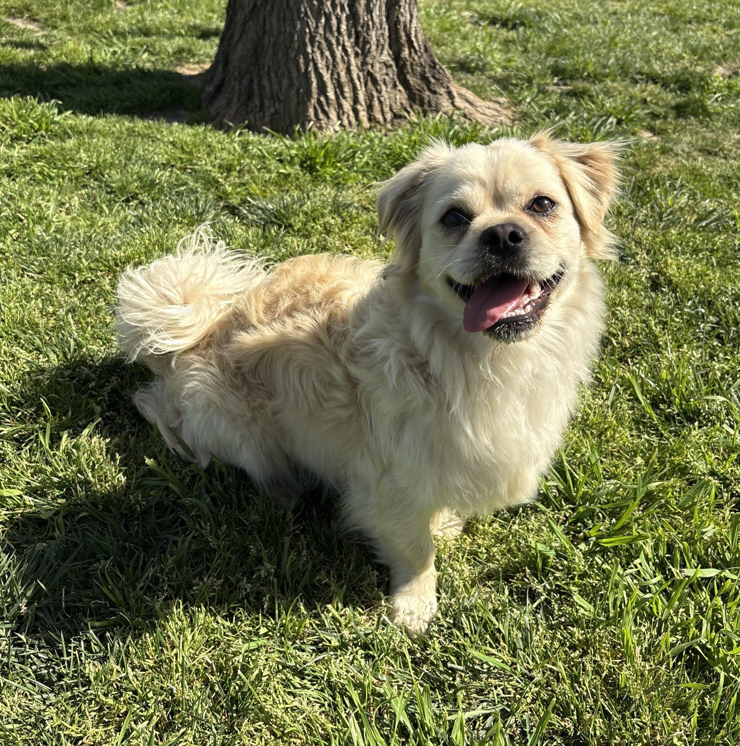 Cloonie, Adoptable, Young Male Maltipoo & Pug.