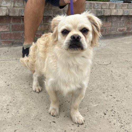Cloonie, a Adoptable mixed breed in Lathrop, CA image 1/3