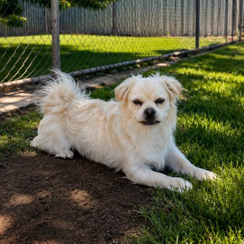 Cloonie, a Adoptable mixed breed in Lathrop, CA image 2/5