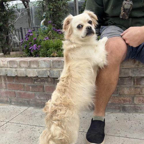 Cloonie, a Adoptable mixed breed in Lathrop, CA image 2/3