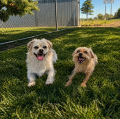 Cloonie, a Adoptable mixed breed in Lathrop, CA image 5/5