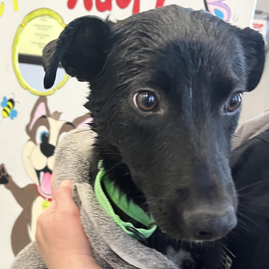 Phineas, Adoptable, Young Male Labrador Retriever & Mixed Breed.