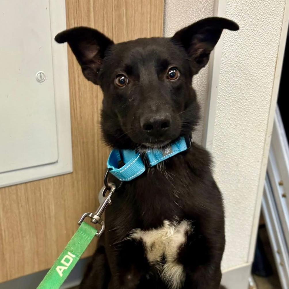 Enlarge Phineas, a Adoptable mixed breed in Marshall, TX image 2/2