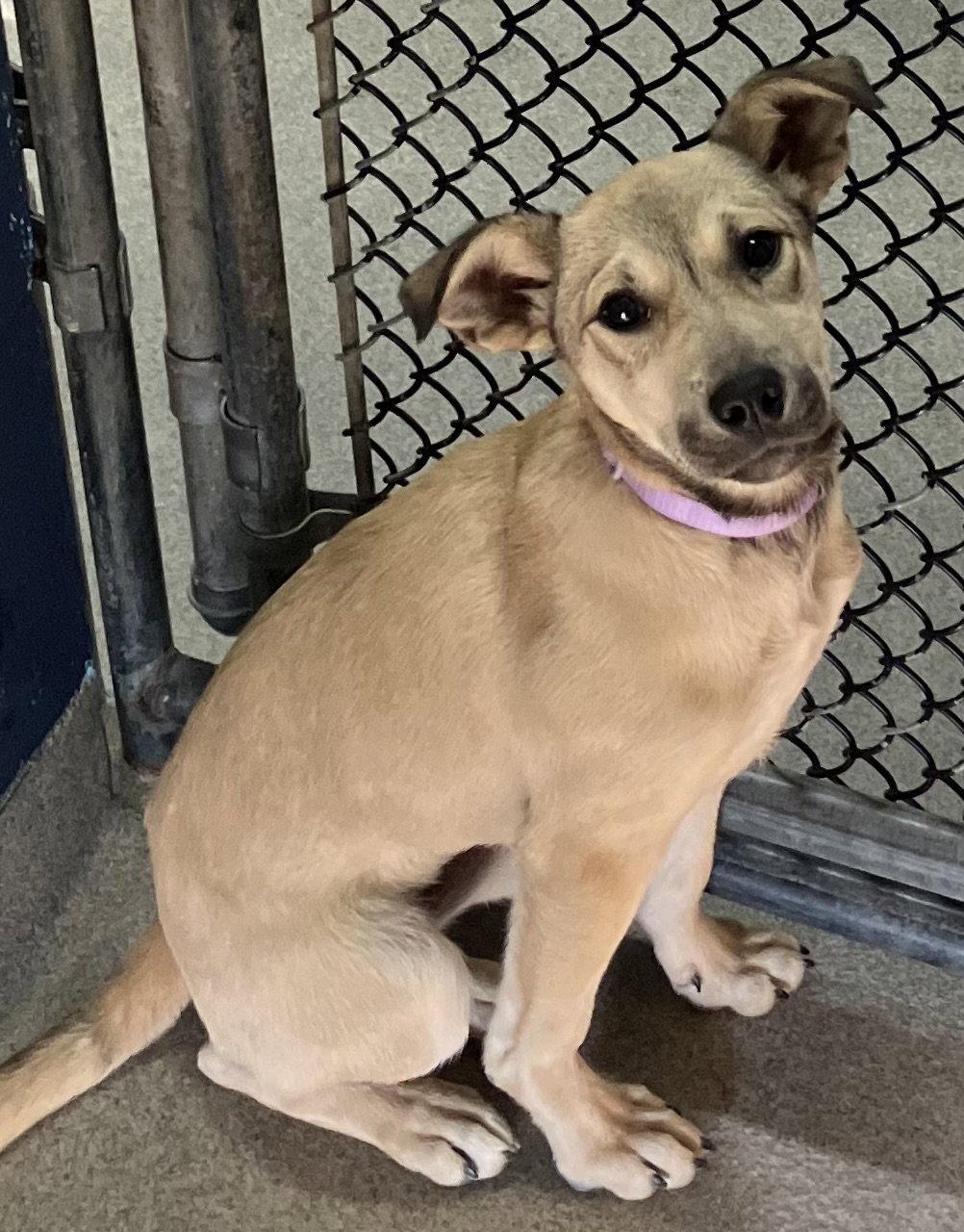 Pixi 4 months Ava 4/1, Adoptable, Young Female Shepherd.