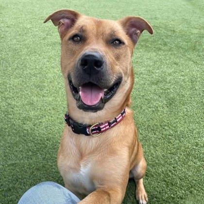 Marvel, Adoptable, Adult Male American Staffordshire Terrier & Mastiff.