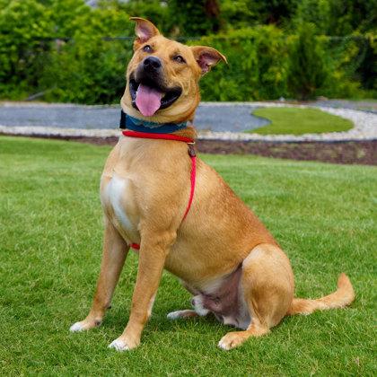 Marvel, a Adoptable mixed breed in Atlanta, GA image 2/3