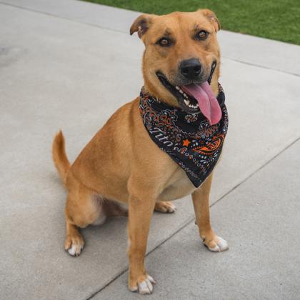 Marvel, a Adoptable mixed breed in Atlanta, GA image 3/3