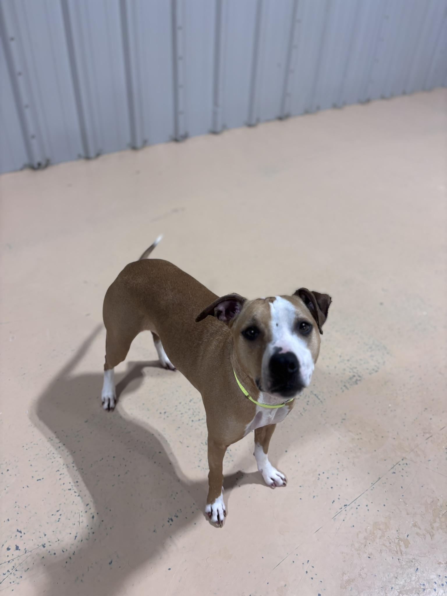 Enlarge Ellie, a Adoptable Mixed Breed in Pembroke, MA image 5/5