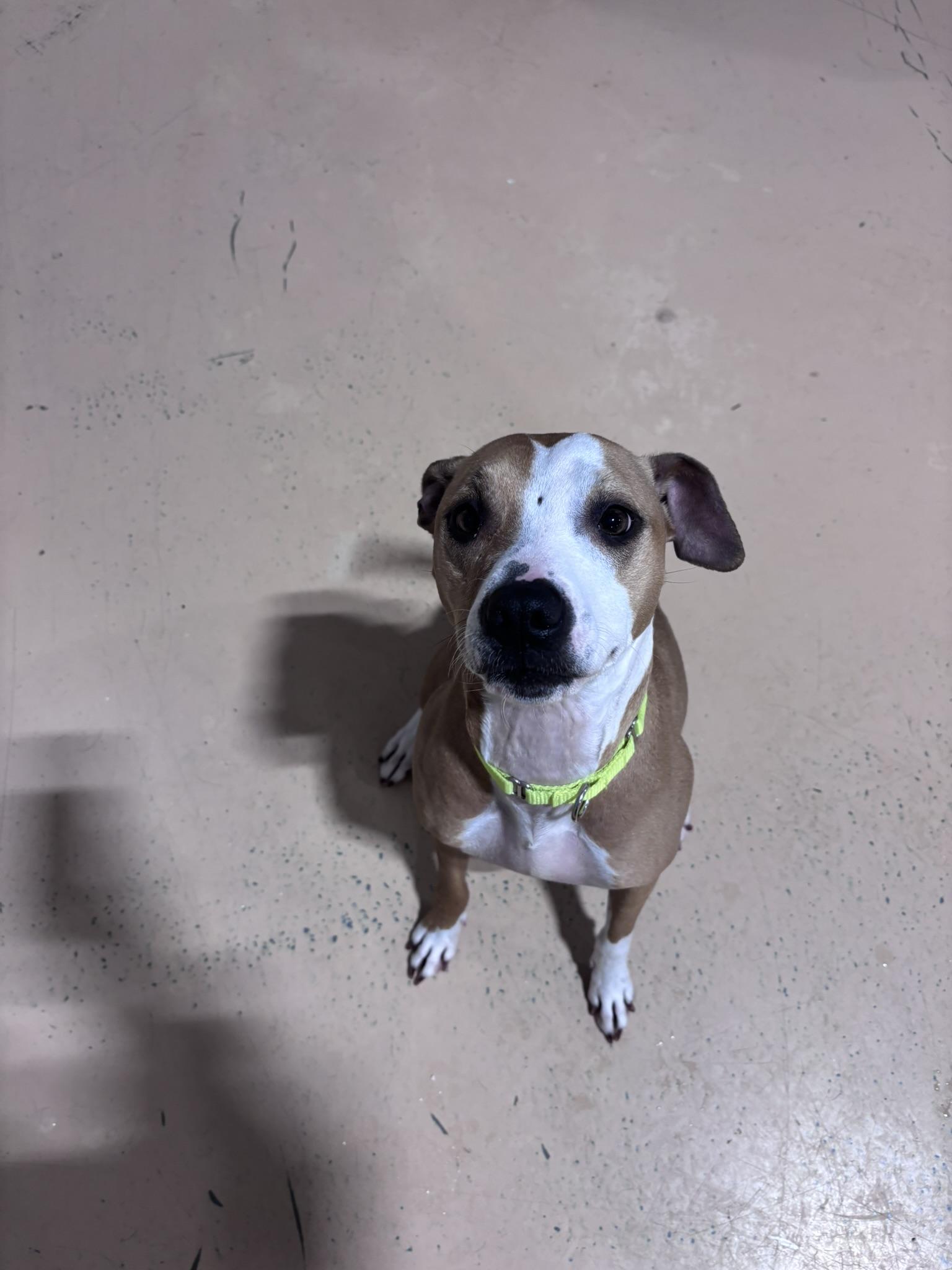 Enlarge Ellie, a Adoptable Mixed Breed in Pembroke, MA image 4/5