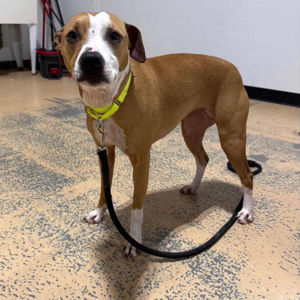 Enlarge Ellie, a Adoptable Mixed Breed in Pembroke, MA image 3/5