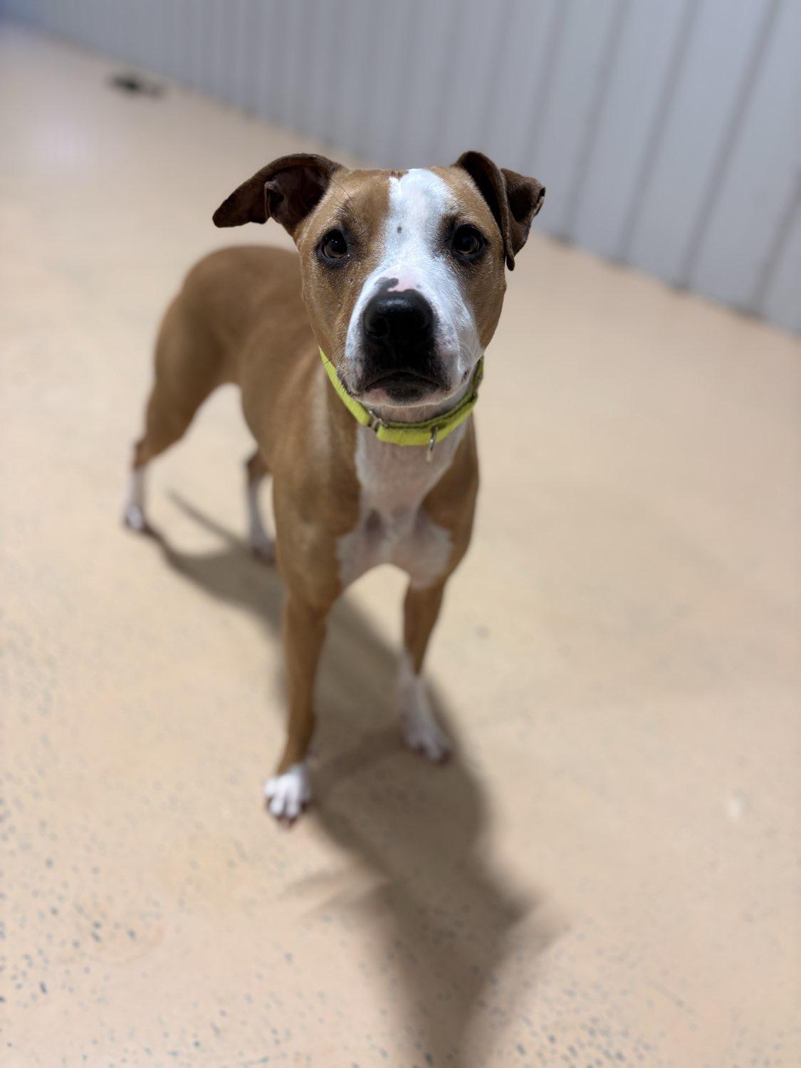 Ellie, Adoptable, Young Female Mixed Breed.