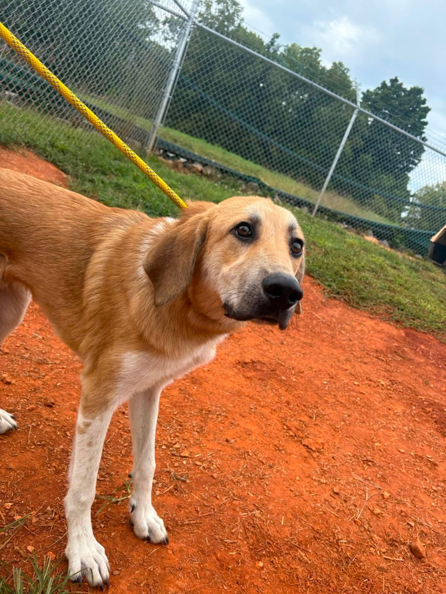 Theodore, ADOPTABLE, Young Male Golden Retriever.