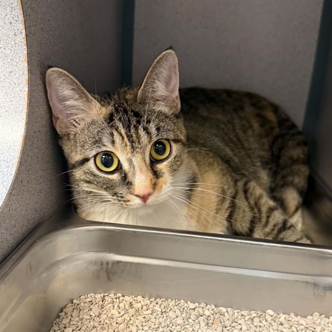 Thumbelina, ADOPTABLE, Adult Female Domestic Short Hair.
