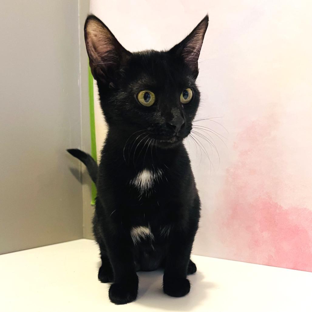 Ebony Saw, Adoptable, Kitten Female Domestic Short Hair.
