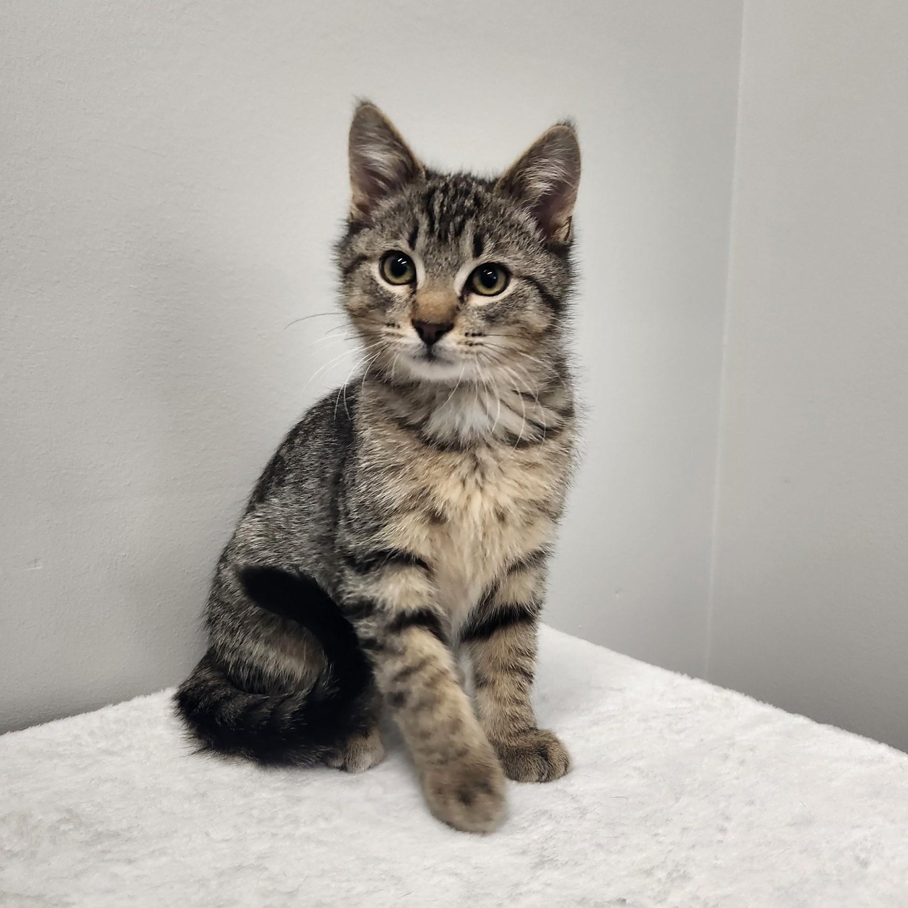 Chad, Adoptable, Kitten Male Tabby.