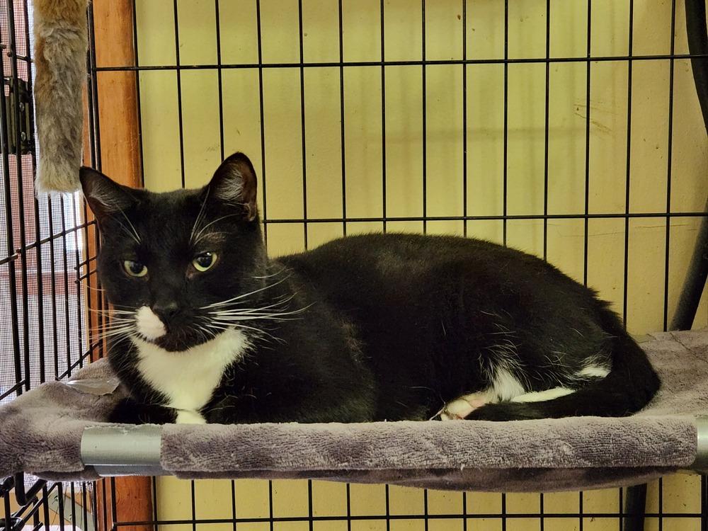 Darius, Adoptable, Adult Male Domestic Short Hair.