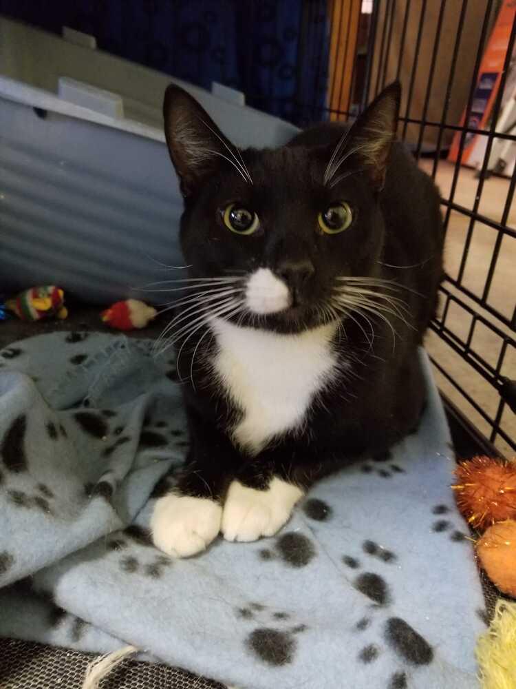 Enlarge Darius, a Adoptable mixed breed in Oakville, CT image 2/4