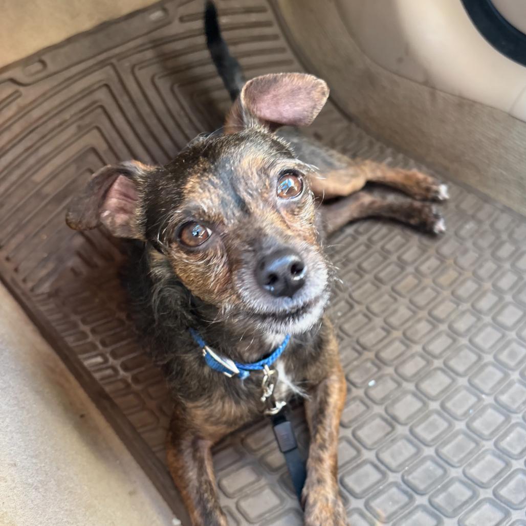 Enlarge Rudolph (aka Rudy), a Adoptable mixed breed in Grass Valley, CA image 1/3