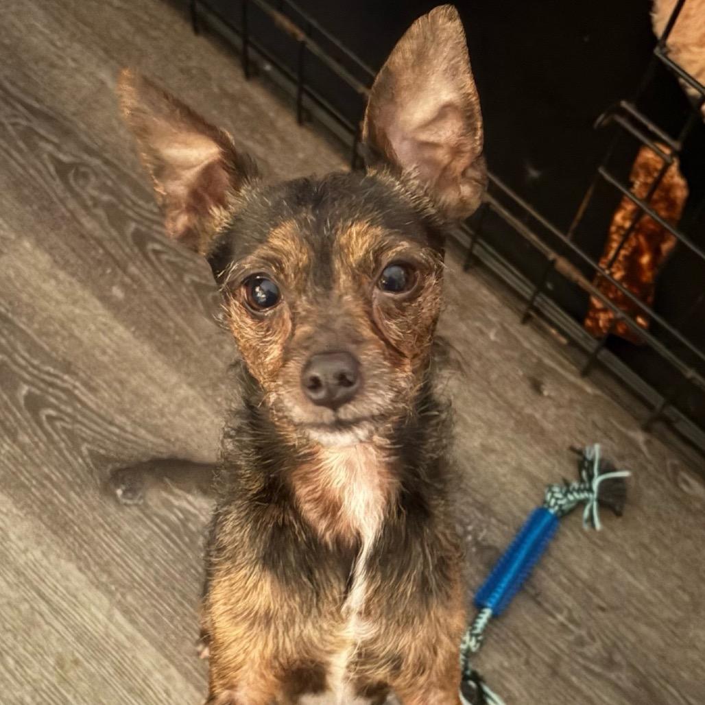 Enlarge Rudolph (aka Rudy), a Adoptable mixed breed in Grass Valley, CA image 2/3