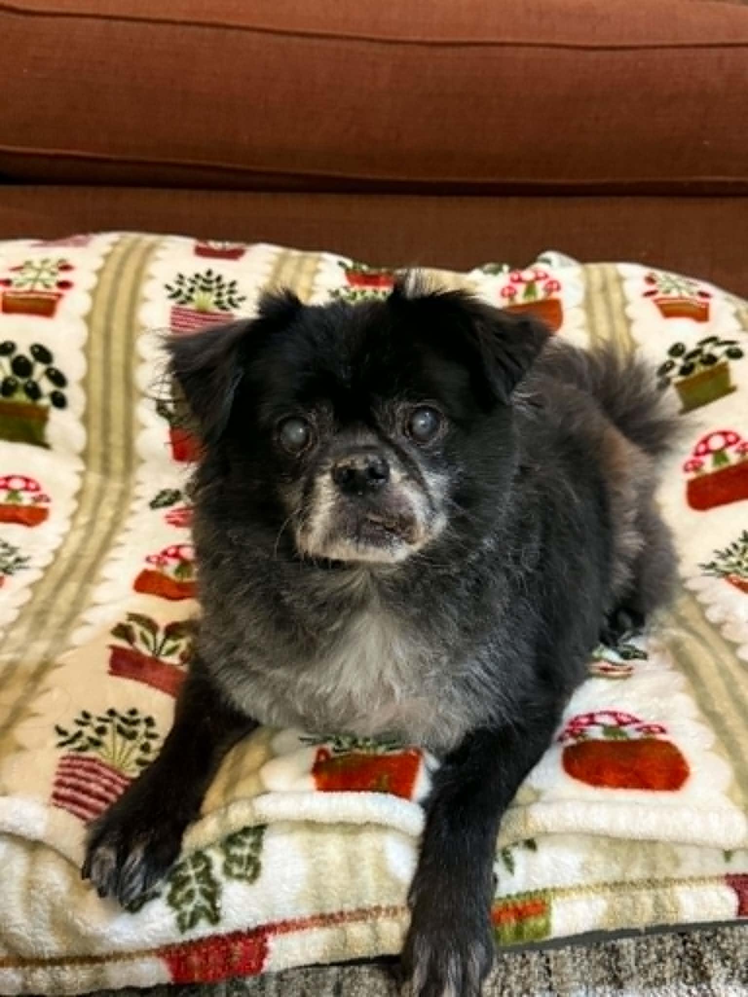 GRAYPAW, Adoptable, Senior Male Pug & Pomeranian.