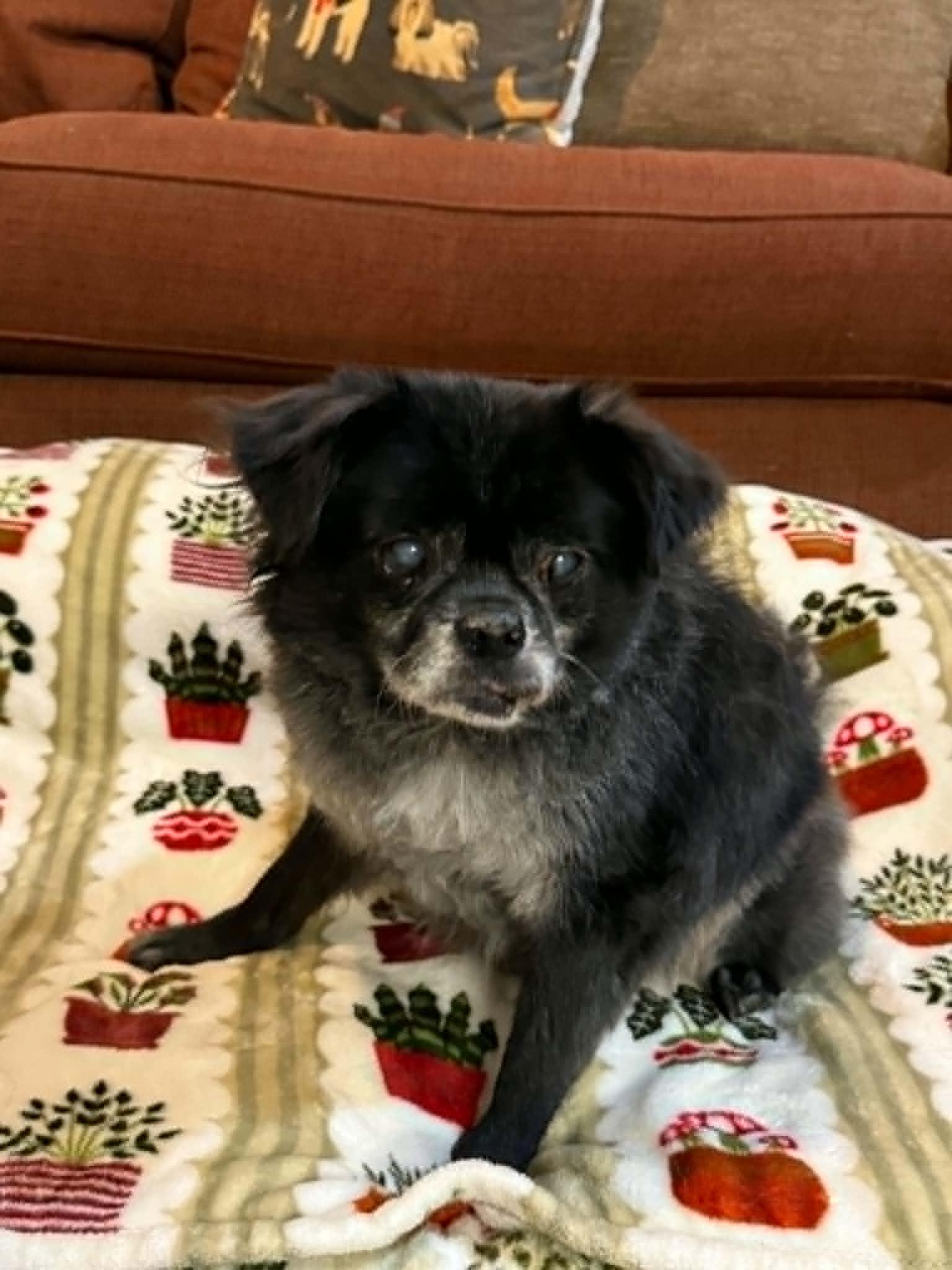 Enlarge GRAYPAW, a Adoptable mixed breed in Port Clinton, OH image 2/3