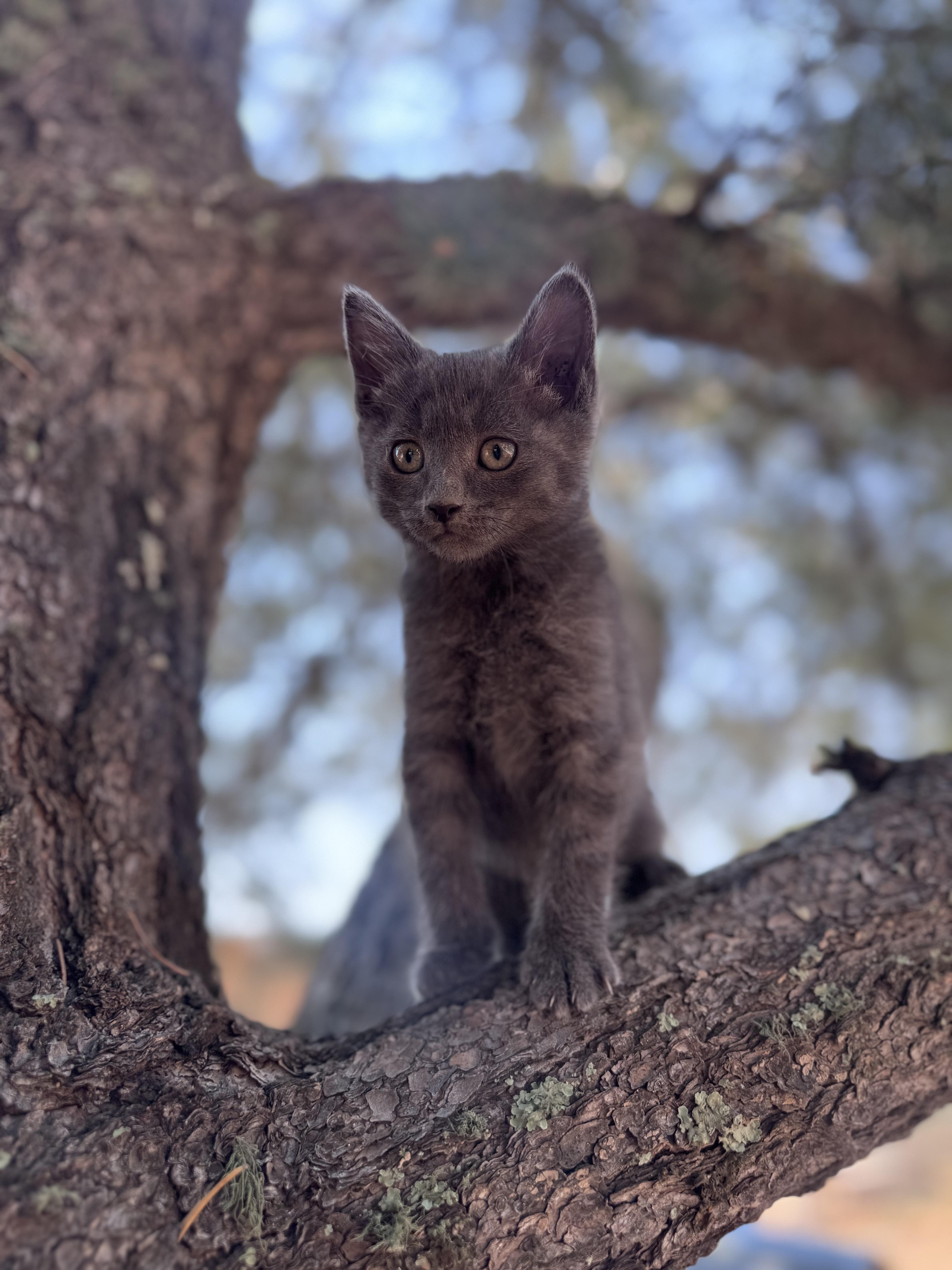 Squirrel, a ADOPTABLE mixed breed in Carson, NM image 2/2