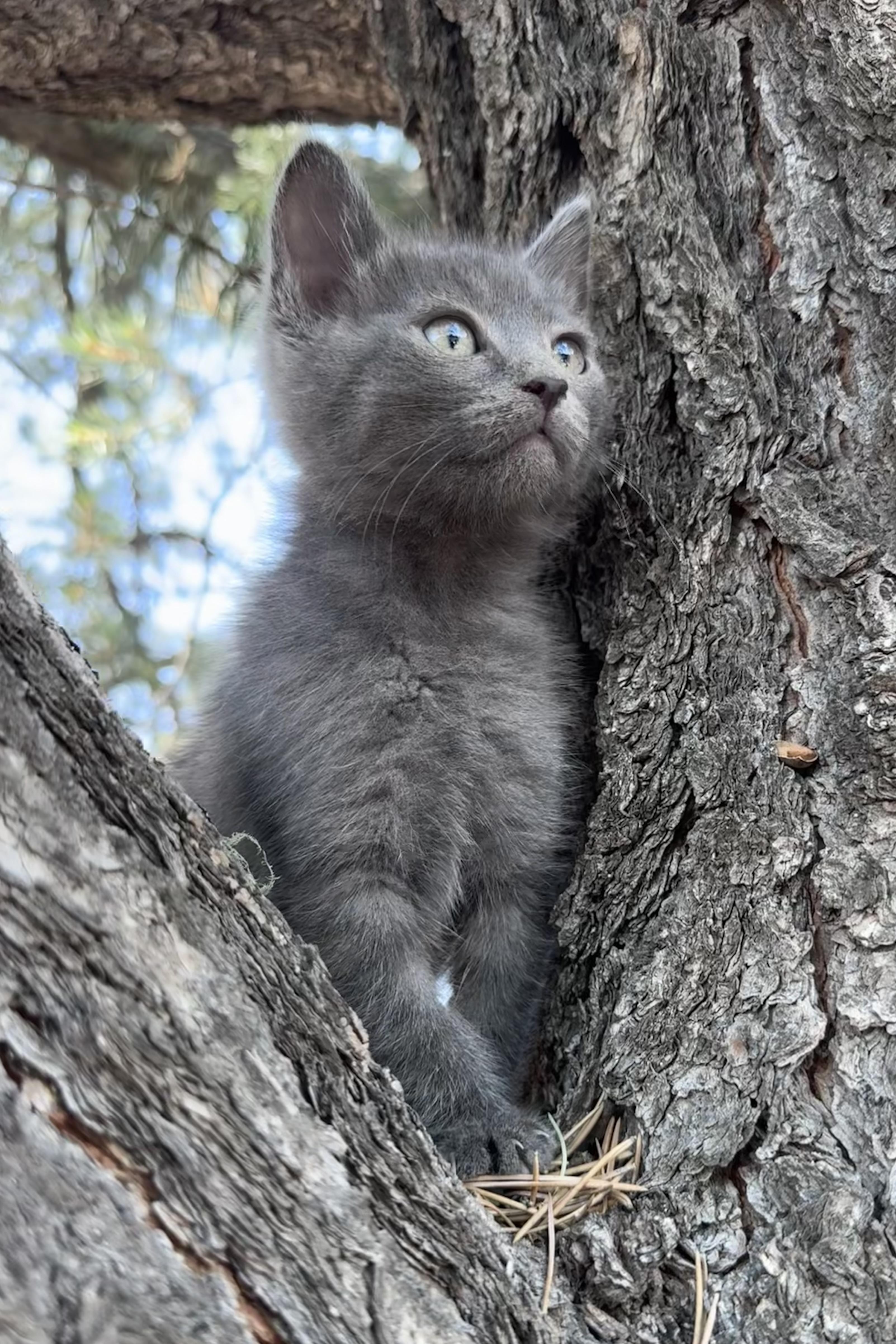 Squirrel, a ADOPTABLE mixed breed in Carson, NM image 1/2