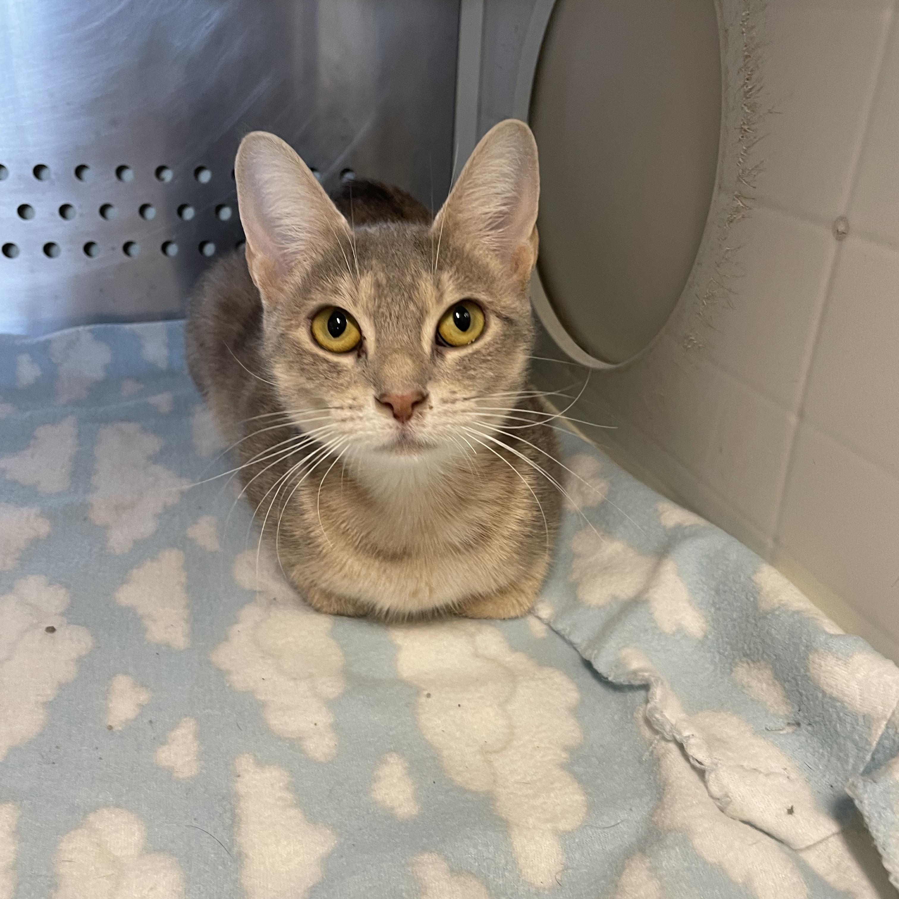 Naomi, Adoptable, Adult Female Domestic Short Hair.