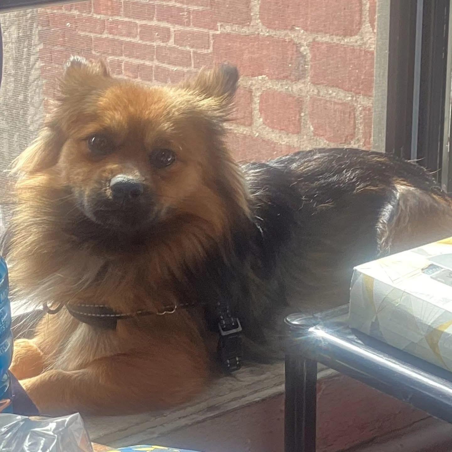 Enlarge TIRAMISU , an adopted mixed breed in New York, NY image 2/5