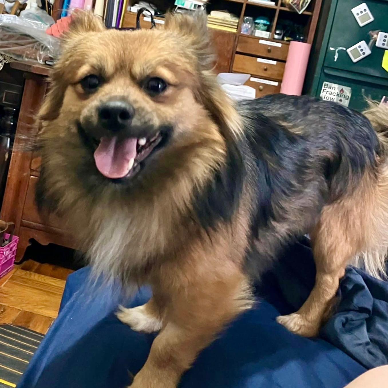 Enlarge TIRAMISU , an adopted mixed breed in New York, NY image 1/5
