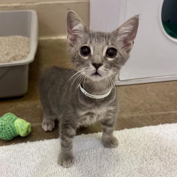 Keone, Adoptable, Kitten Male Domestic Short Hair.